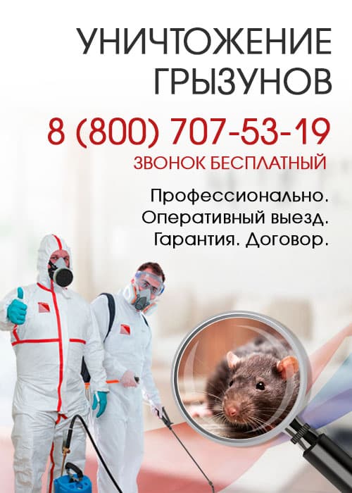 Уничтожение крыс в Видном