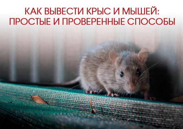 Как вывести крыс и мышей в Видном: простые и проверенные способы