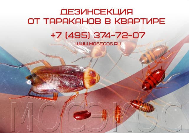 Дезинсекция от тараканов в квартире в Видном