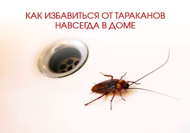 Как избавиться от тараканов в доме в Видном