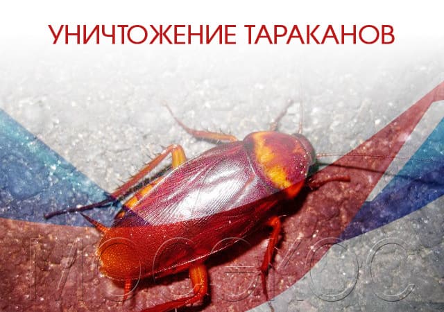 Уничтожение тараканов в Видном