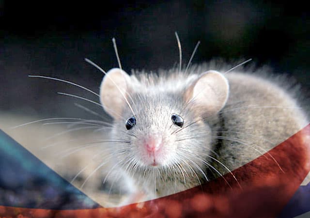Уничтожение мышей в Видном